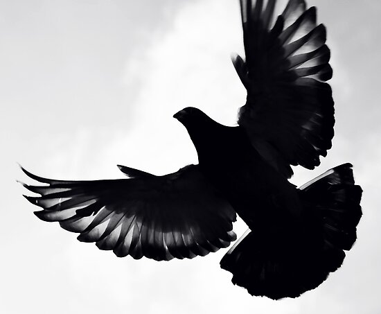 Pigeon Silhouette