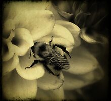 Heaven Scent by Anji Johnston