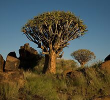 Double Quiver Tree by Lucy Heber-Percy