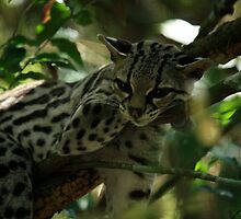 Wakey Wakey by BLAMB