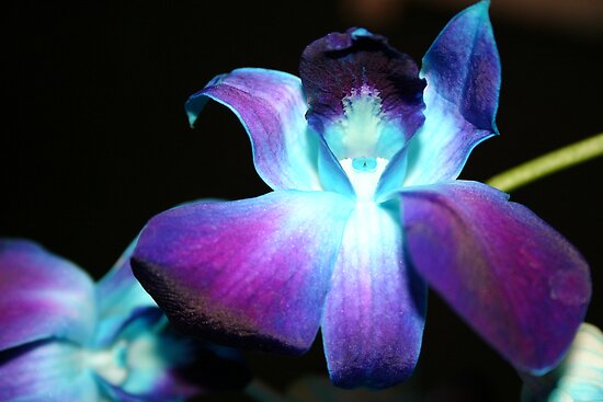 blue orchid images