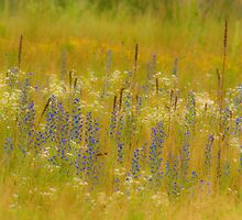 Meadow Medley by sundawg7