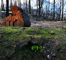 Hope Amidst Destruction by Jared Revell