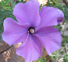 Australian Native Hibiscus by Alex Gardiner