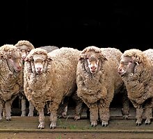 sheepy gossip by Ellenor Clarke