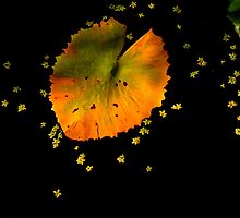 Beginnings by Rosalie Scanlon