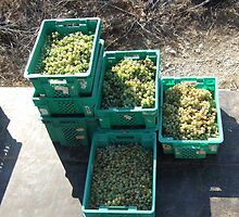 Malta Farm Collection: Grape Harvest - NO 1 The grapes by DeborahDinah