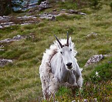 Mountain Goat Molting by Gene Tewksbury