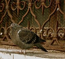 Italian Pigeon, Shamelessly Flirting With Me! (Note The Look Of Love In His Sweet Little Eyes...) by Ainsley Kellar Creations