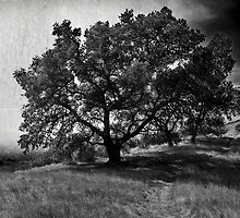 The Sorrow by Laurie Search