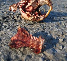 leftover muskrat by Sofi Gamache