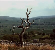 the lightening tree by charliethetramp