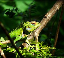 The Beast by Anuja Manchanayake