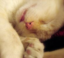 Nite Nite by down23
