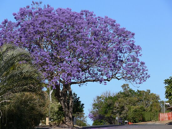 "Jacaranda tree" by PhotosByG | Redbubble