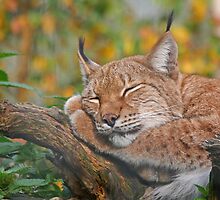 Beautiful dreamer by Fran0723