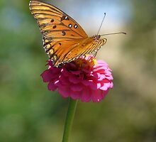 Viceroy on a Zenia by WTBird
