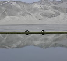 Mirrored Yaks by openyourap
