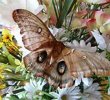 Butterfly Kisses Flowers by MaeBelle