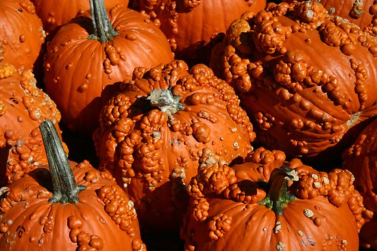 "Bumpy Pumpkins" by jessiebea | Redbubble