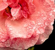Rose droplets by ElidArt