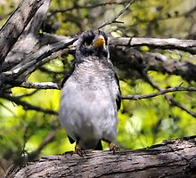 A new baby noisy minor in our yard by bobbyverrills