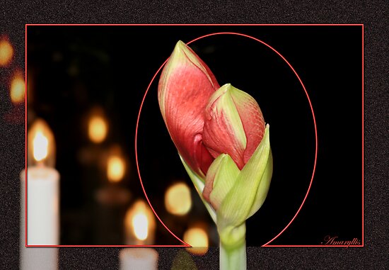 Amaryllis Bud by MarianaEwa Amaryllis Bud by MarianaEwa