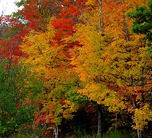 S A L U T E the C O L O U R S .. by Larry Llewellyn