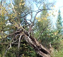 Old & Gnarly by Bill Marsh