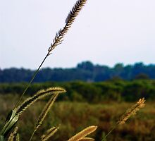 Tall Grass by Rick Bender