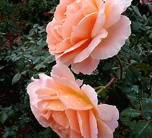 Sonya Roses by Rosalie Scanlon