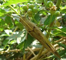 Natural Camouflage by MICK64