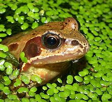 Common Frog (Rana temporaria) in a Pond by SteveMcBill