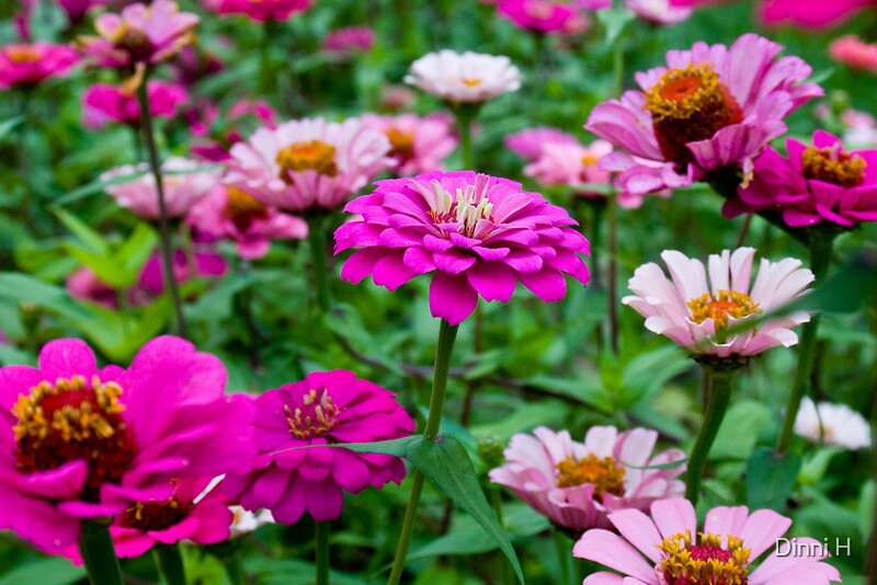 "Zinnia flower bed" by Dinni H Redbubble