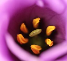 Flower: Purple Lisianthus with anther by adpixels