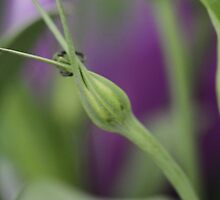 Flower: Purple Lisianthus yet to be matured by adpixels