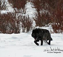 Casanova, wolf #302 by Clint Teegardin