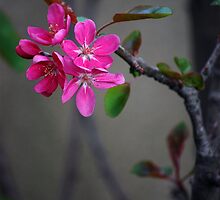 Gratitude is the fairest blossom which springs from the soul. -Henry Ward Beecher by Bernard (Ben) Bosmans
