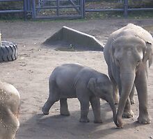 Sam the newest elephant by AuntieBarbie