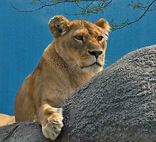 watcher by KathleenRinker