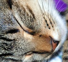Sunshine in the Land of Nod by Kent Burton