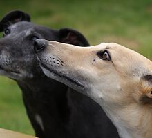 My Greyhounds by Sally J Hunter by Sally J Hunter
