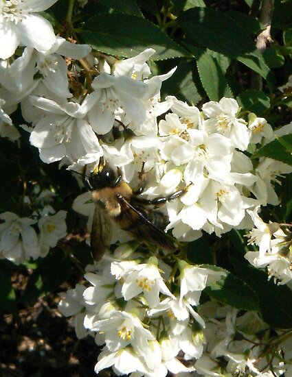 Deutzia Bush