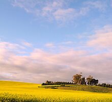 Lifting a Wilting Spirit - Canola Blossoms Around Saddleworth Church by margaret walsh