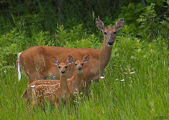 Pic Of Deer