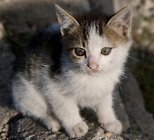 Turkish stray kitten by jrizz