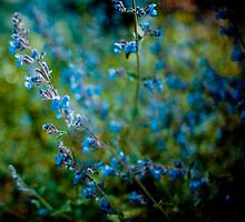 Beauty is the entropy of a starlit sky by Amber Gregory