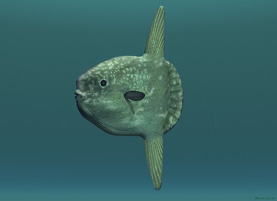 Atlantic Sunfish