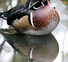 Duck known as bashful by Laddie Halupa