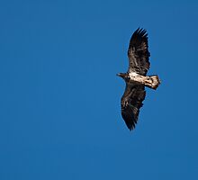 Juvenile Bald Eagle by Jeff Palm Photography